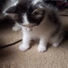 I has a money I has a money